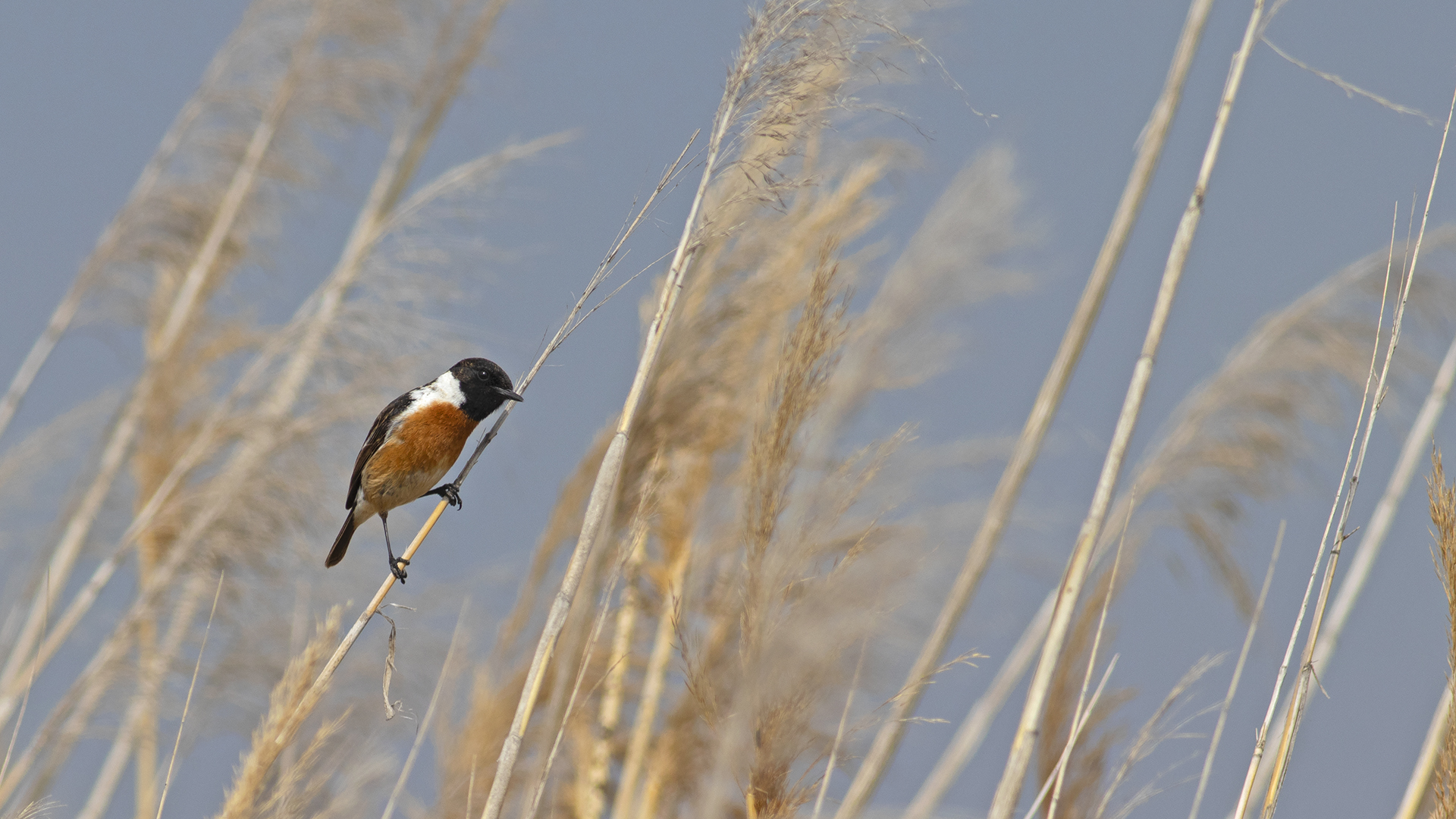 European Stonechat